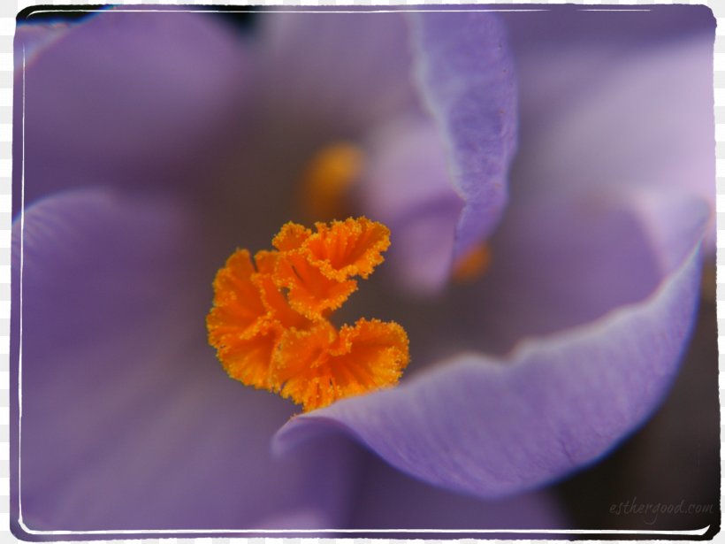 Violet Crocus Purple Flower Iridaceae, PNG, 2949x2212px, Violet, Close Up, Closeup, Crocus, Family Download Free