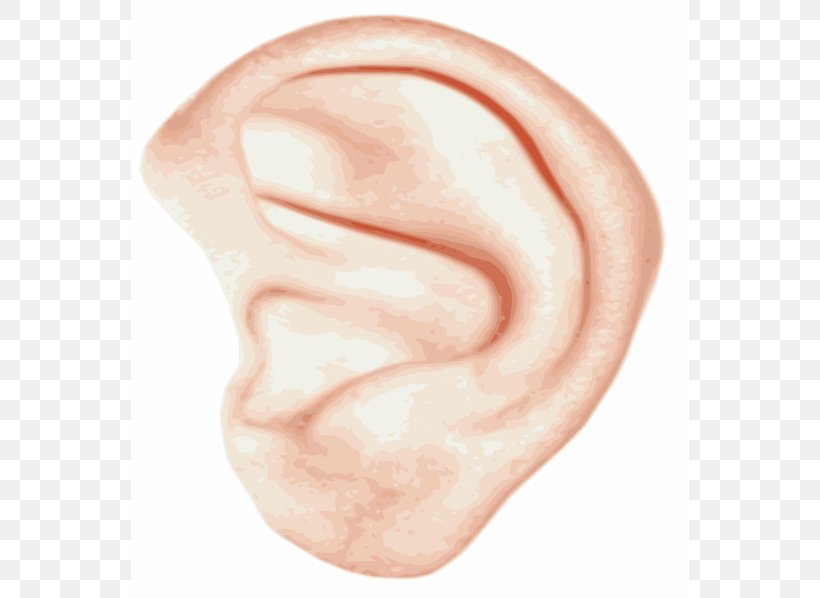 Ear Clip Art, PNG, 558x598px, Watercolor, Cartoon, Flower, Frame, Heart Download Free