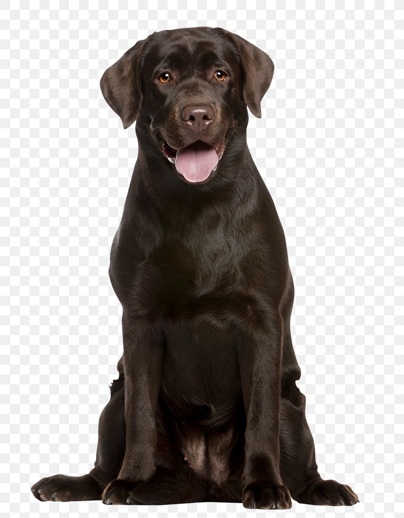 Labrador Retriever Puppy Dog Breed Pet Veterinarian, PNG, 800x1051px, Labrador Retriever, Breed, Canidae, Carnivore, Cat Download Free