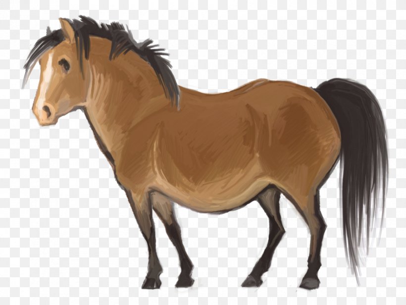 Pony Stallion Mane Thoroughbred Mustang, PNG, 900x677px, Pony, Animal Figure, Arabian Horse, Equestrian, Equine Conformation Download Free