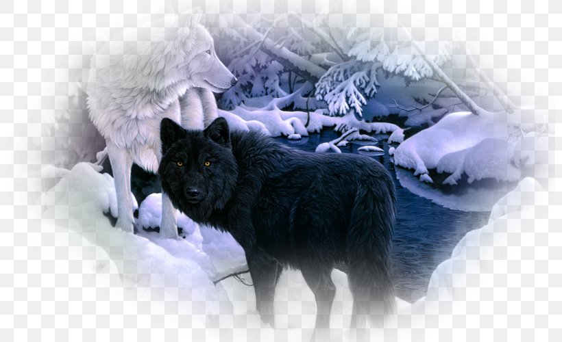 Siberian Husky Arctic Wolf Black Wolf Desktop Wallpaper Pack, PNG, 800x500px, Siberian Husky, Animal, Arctic Wolf, Black Wolf, Display Resolution Download Free