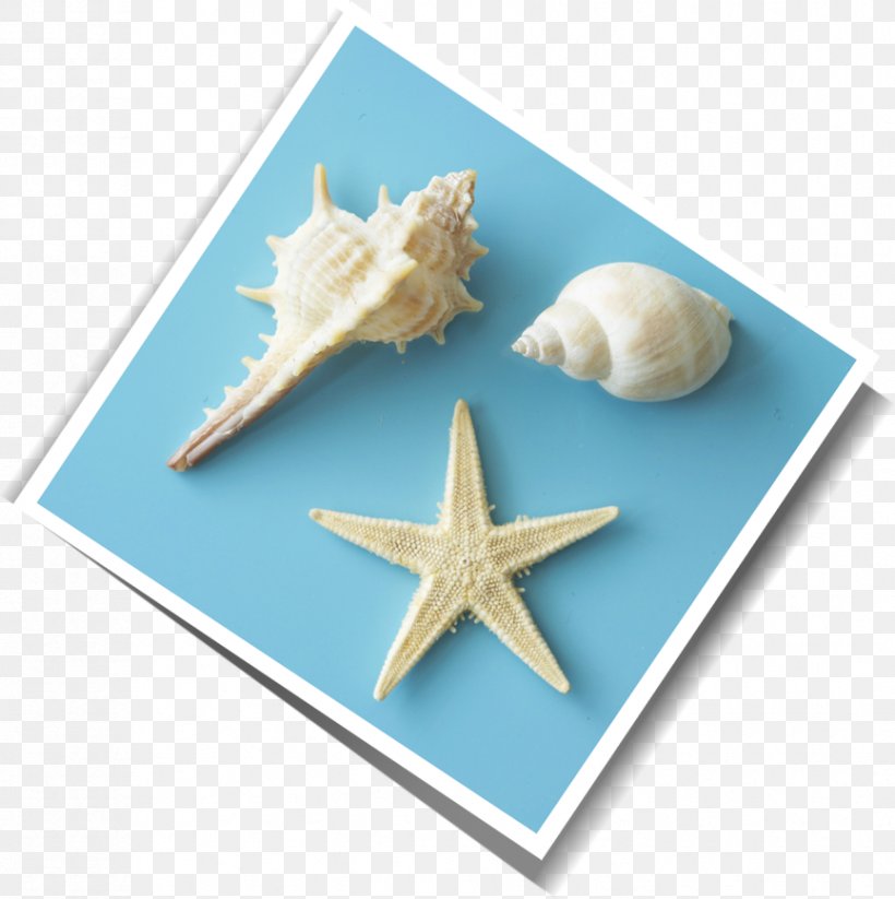 Starfish Cupboard Seashell, PNG, 865x869px, Gratis, Cabinetry, Color, Conch, Cupboard Download Free