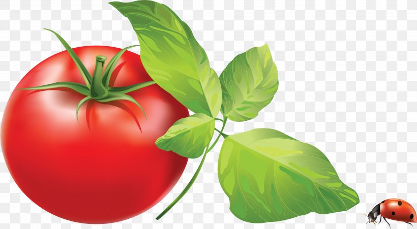Tomato, PNG, 3944x2174px, Cherry Tomato, Apple, Diet Food, Food, Fried Green Tomatoes Download Free
