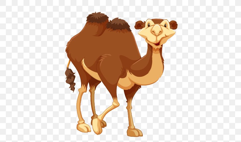 Camel Royalty-free Clip Art, PNG, 577x485px, Camel, Arabian Camel, Camel Like Mammal, Drawing, Livestock Download Free