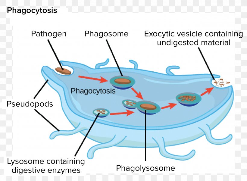 Endomembrane System Golgi Apparatus Lysosome Cell Organelle, PNG, 2550x1869px, Endomembrane System, Area, Biology, Cell, Cellular Respiration Download Free