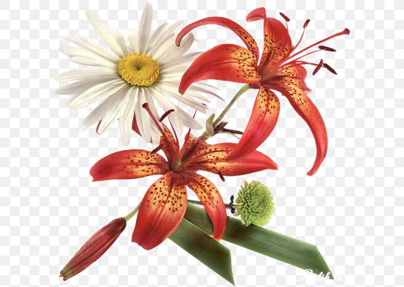 Flower Adobe Photoshop Psd Clip Art, PNG, 604x584px, Flower, Cut Flowers, Digital Image, Flora, Floral Design Download Free