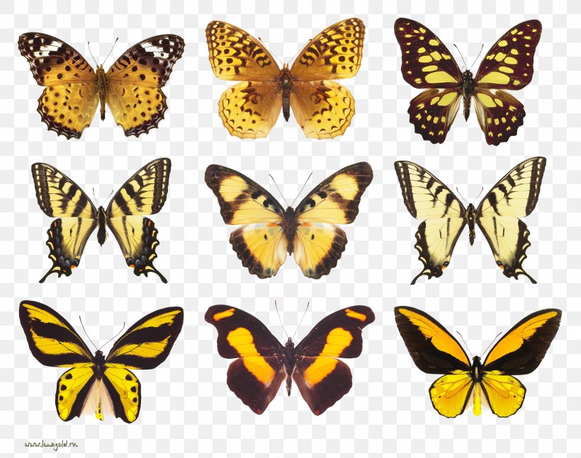 Monarch Butterfly Insect Drawing Brush-footed Butterflies, PNG, 2315x1828px, Butterfly, Arthropod, Brushfooted Butterflies, Brushfooted Butterfly, Butterfly Moth Download Free