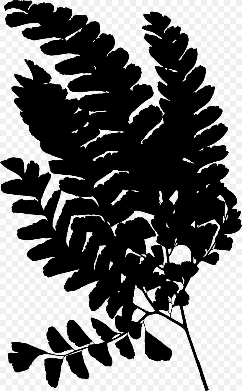 Pine Flowering Plant Font Silhouette, PNG, 1490x2400px, Pine, Blackandwhite, Botany, Branch, Fern Download Free