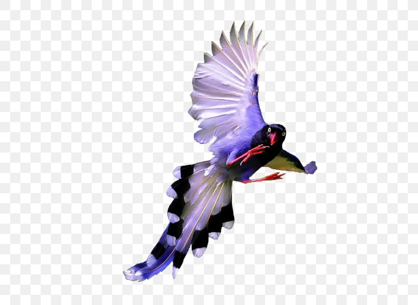 Bird Download, PNG, 600x600px, Bird, Beak, Data Compression, Feather, Resource Download Free