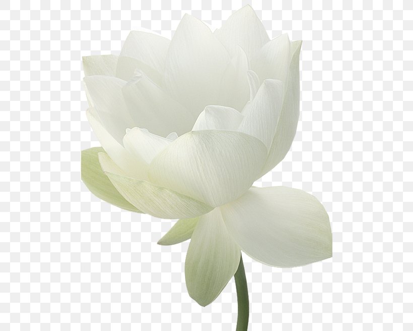 Rose Family Magnolia Family Cut Flowers Petal, PNG, 500x656px, Rose Family, Closeup, Cut Flowers, Flower, Flowering Plant Download Free
