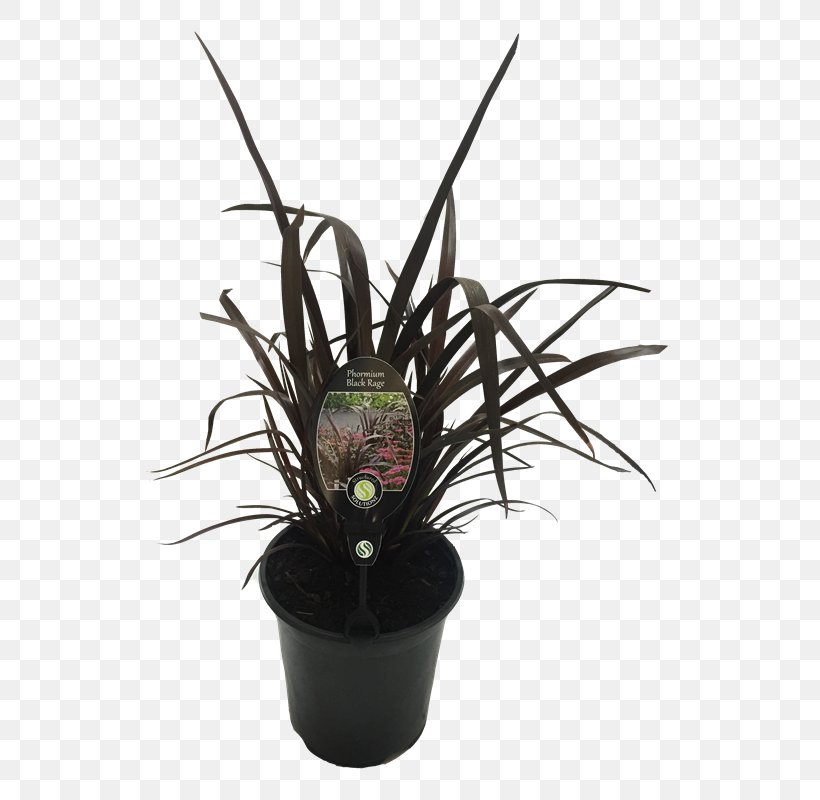 Flowerpot Citroën Cactus M Houseplant, PNG, 800x800px, Flowerpot, Cactus, Flower, Flowering Plant, Houseplant Download Free