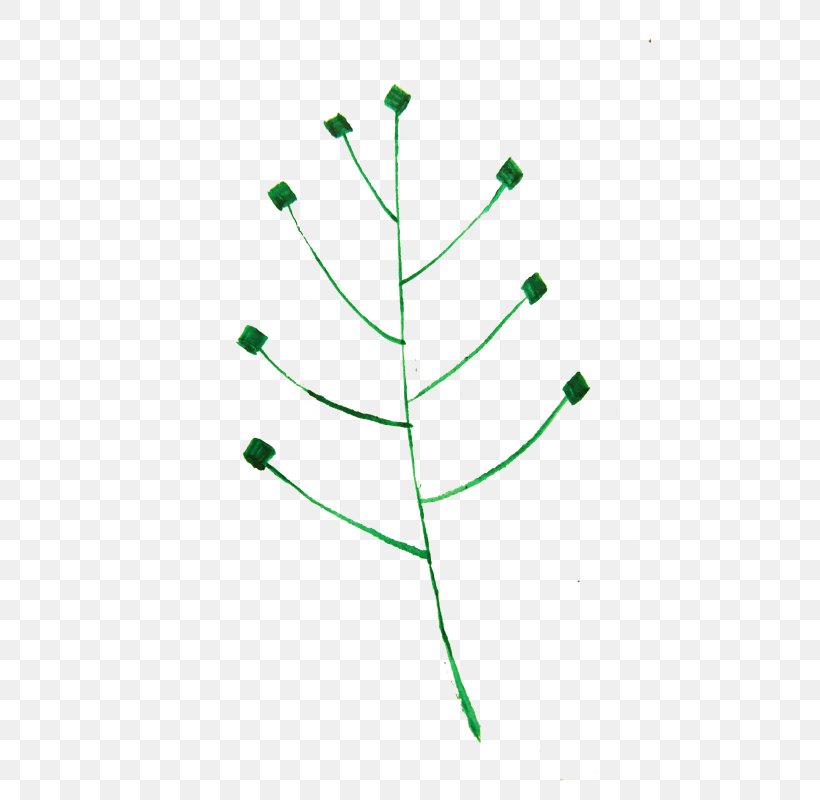 Leaf Circle Plant Stem Angle, PNG, 800x800px, Leaf, Grass, Green, Organism, Plant Download Free