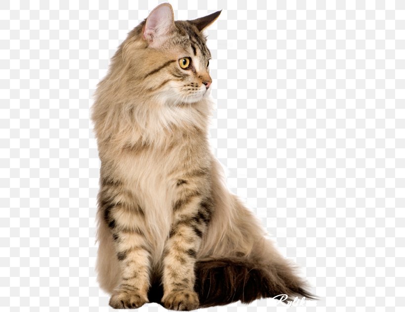 Persian Cat Maine Coon British Shorthair American Shorthair LaPerm, PNG, 500x631px, Persian Cat, Aegean Cat, American , American Shorthair, Asian Download Free