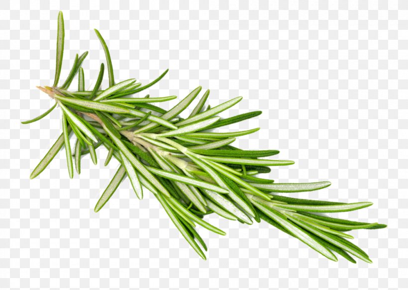 Rosemary Herb, PNG, 1000x713px, Rosemary, Computer Software, Essential Oil, Grass, Grass Family Download Free