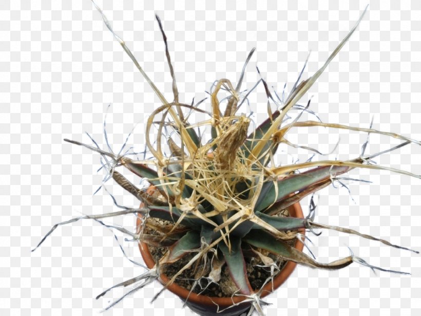 Cactaceae Astrophytum Myriostigma Leuchtenbergia Astrophytum Asterias Strawberry Hedgehog Cactus, PNG, 1024x768px, Cactaceae, Astrophytum, Astrophytum Asterias, Astrophytum Capricorne, Astrophytum Myriostigma Download Free