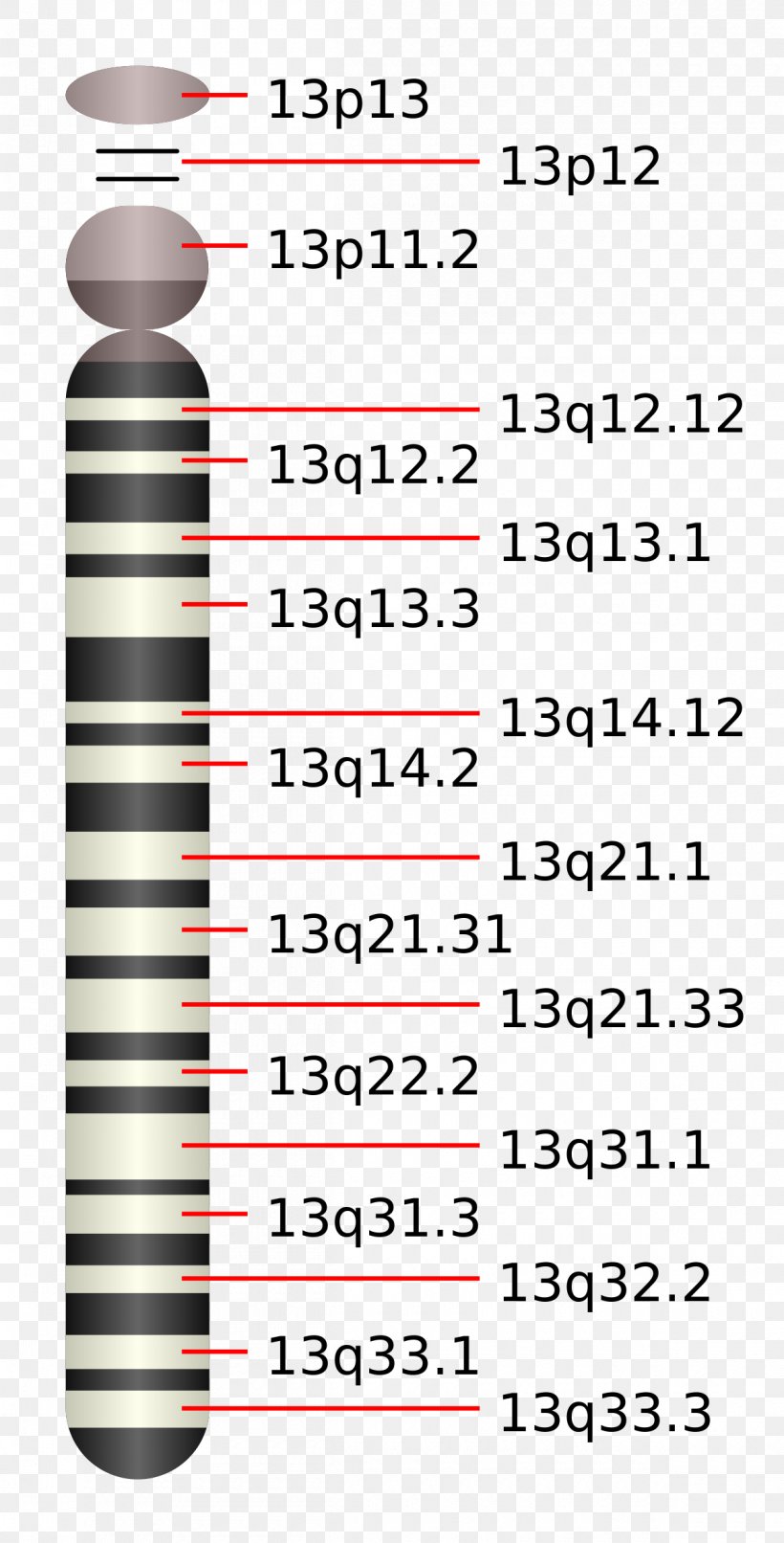 Chromosome 13 Chromosome 14 Patau Syndrome Chromosome 15 (human), PNG, 1200x2360px, Chromosome 13, Area, Autosome, Centromere, Chromosome Download Free