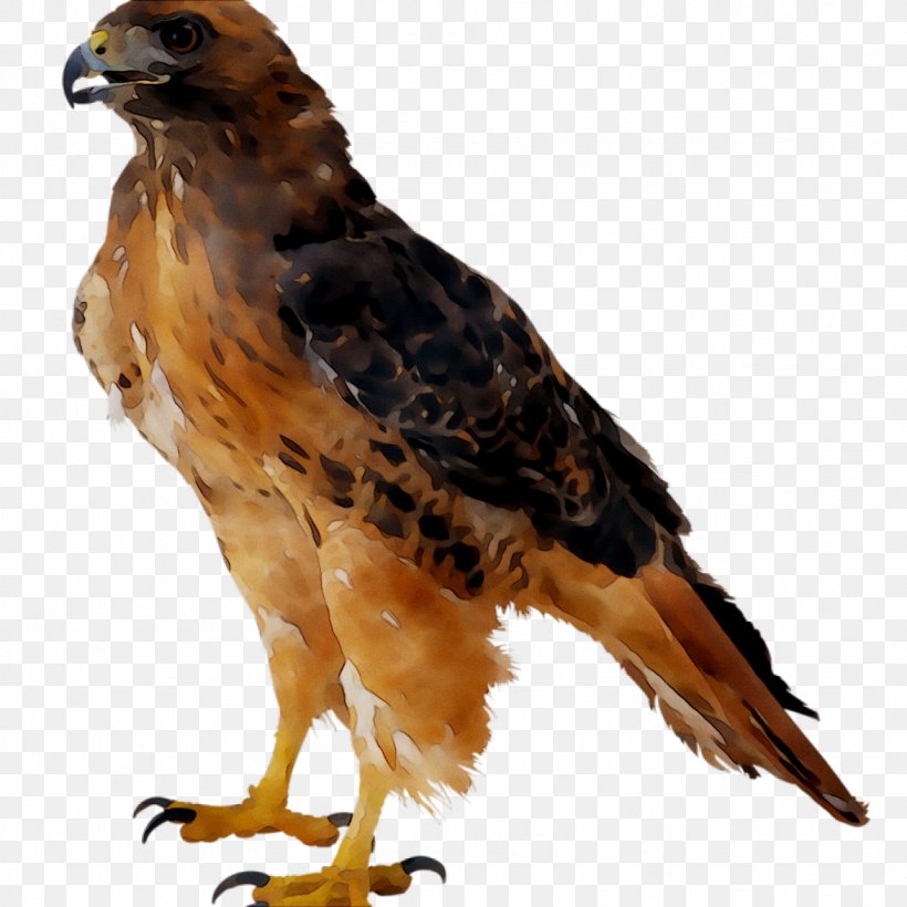 Clip Art Bald Eagle Image, PNG, 1024x1024px, Bald Eagle, Accipitridae, Accipitriformes, Beak, Bird Download Free