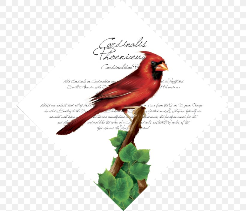 Fauna Beak Feather, PNG, 709x703px, Fauna, Beak, Bird, Cardinal, Feather Download Free