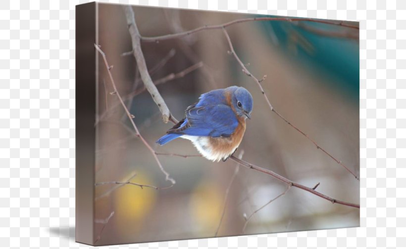 Finches Wren Cobalt Blue Fauna Beak, PNG, 650x504px, Finches, Beak, Bird, Blue, Bluebird Download Free