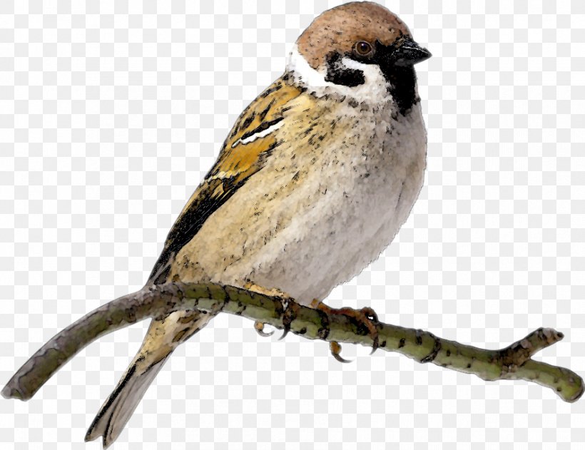House Sparrow Clip Art Openclipart, PNG, 888x684px, Sparrow, Beak, Bird, Emberizidae, Eurasian Tree Sparrow Download Free