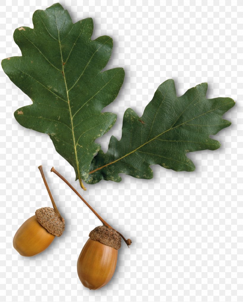 Leaf Tree Deciduous Oak Acorn, PNG, 960x1196px, Leaf, Acorn, Autumn, Beech, Broadleaved Tree Download Free