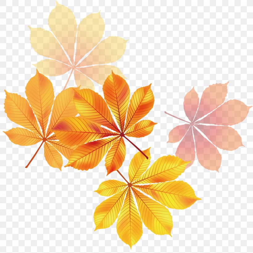 Maple Leaf Yellow Euclidean Vector, PNG, 1645x1651px, Maple Leaf, Autumn Leaf Color, Flower, Leaf, Maple Download Free