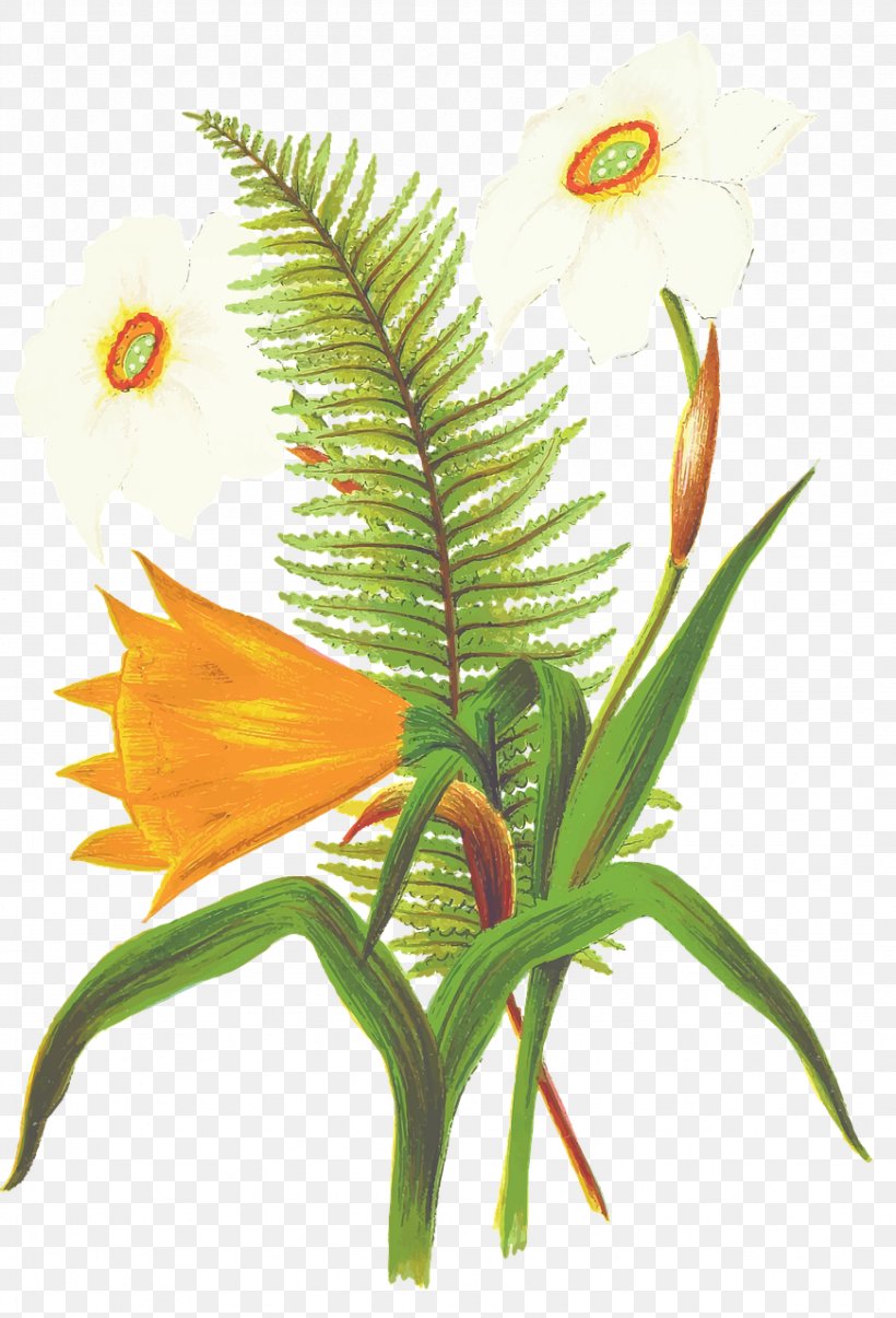Petal Drawing Flower, PNG, 871x1280px, Petal, Burknar, Drawing, Fern, Flora Download Free