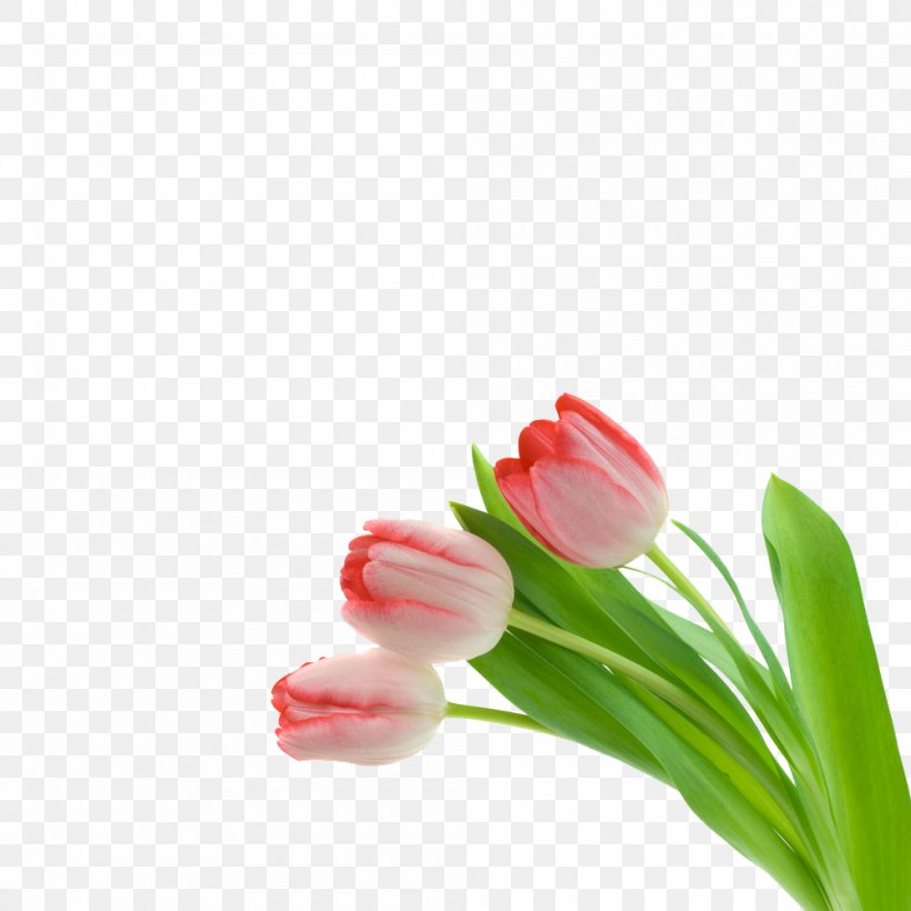 Pink Flowers Tulip, PNG, 1000x1000px, Flower, Close Up, Cut Flowers, Floral Design, Flower Bouquet Download Free