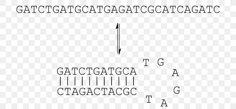 Stem-loop Oligonucleotide DNA RNA Protein Secondary Structure, PNG, 723x380px, Stemloop, Area, Black, Black And White, Brand Download Free