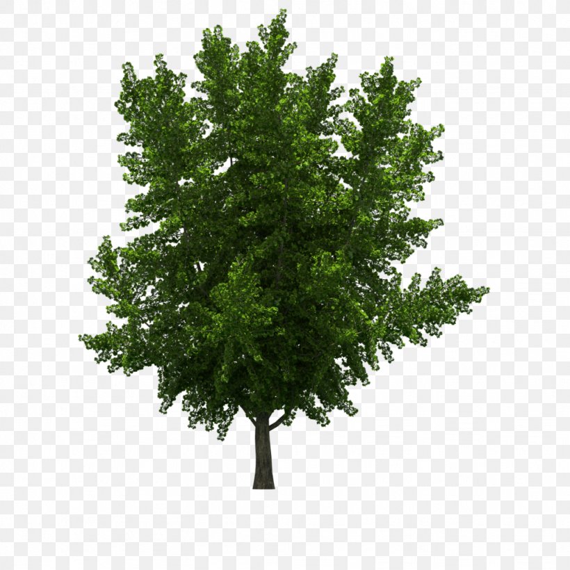 Tree Ginkgo Biloba Stock Photography Clip Art, PNG, 1024x1024px, Tree, Branch, Conifer, Deciduous, Evergreen Download Free