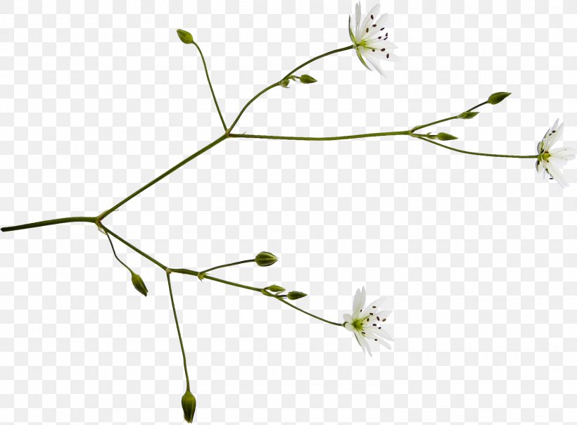 Twig Grasses Plant Stem Line Leaf, PNG, 1500x1105px, Twig, Branch, Flora, Flower, Flowering Plant Download Free