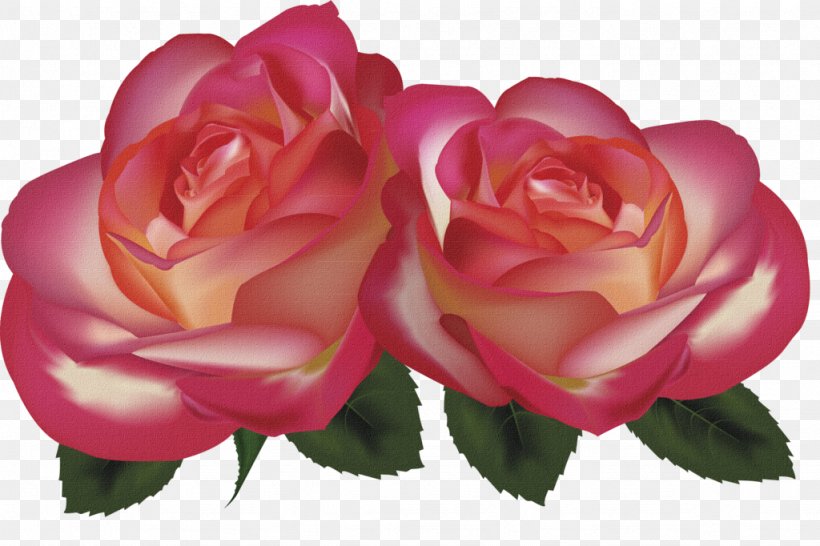 Beach Rose Red Garden Roses, PNG, 1024x682px, Beach Rose, China Rose, Color, Cut Flowers, Designer Download Free