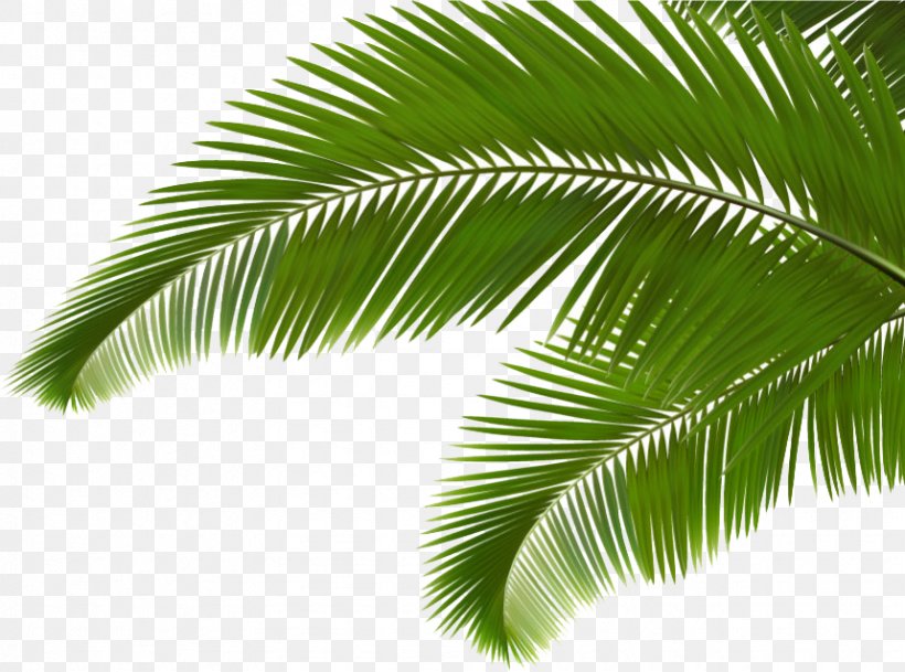 Palm Branch Arecaceae Leaf Frond Clip Art, PNG, 859x638px, Palm Branch, Arecaceae, Arecales, Borassus Flabellifer, Coconut Download Free