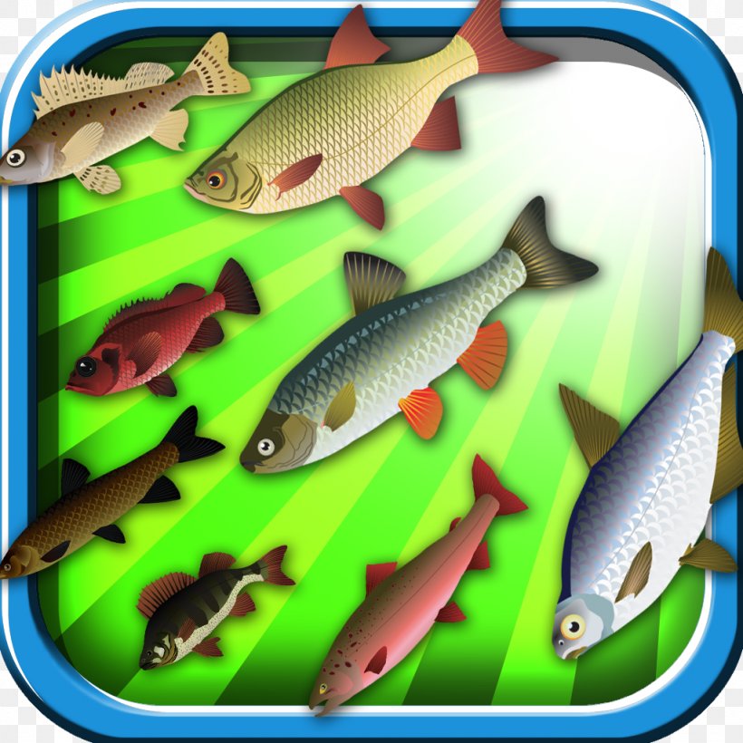 Sardine Ecosystem Marine Biology Fauna Feeder Fish, PNG, 1024x1024px, Sardine, Biology, Bony Fish, Common Rudd, Ecosystem Download Free