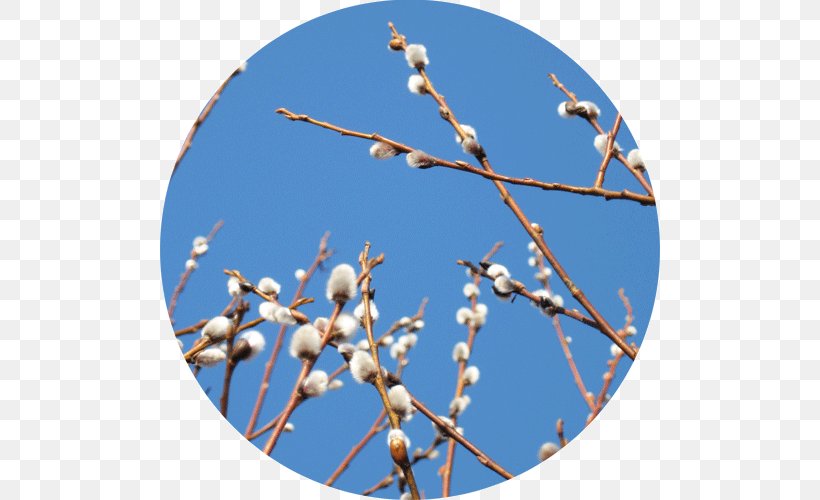 Sky Plc, PNG, 500x500px, Sky Plc, Blossom, Blue, Branch, Prunus Spinosa Download Free