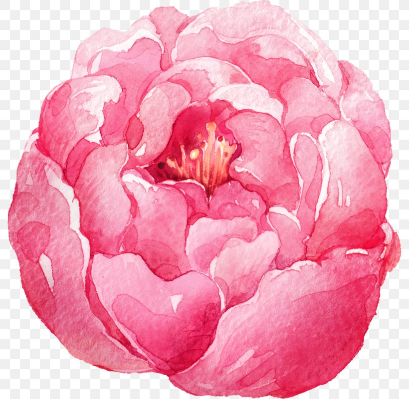 Watercolor: Flowers Watercolor Painting, PNG, 790x800px, Watercolor Flowers, Cartoon, Centifolia Roses, Color, Drawing Download Free