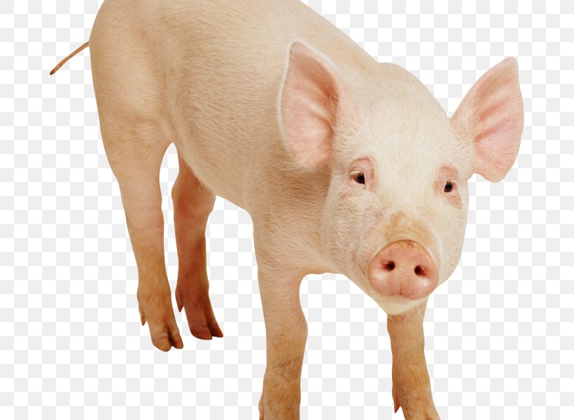 Domestic Pig Clip Art, PNG, 678x600px, Domestic Pig, Fauna, Image File Formats, Image Resolution, Livestock Download Free