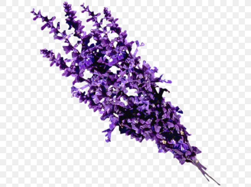 Essential Oil Lavender Oil Perfume, PNG, 632x611px, Essential Oil, Almond Oil, Aroma Compound, Aromatherapy, Branch Download Free