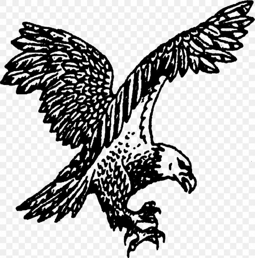 Bald Eagle Rome Floyd County Schools Alto Park Elementary School, PNG, 1072x1083px, Bald Eagle, Accipitriformes, Beak, Bird, Bird Of Prey Download Free