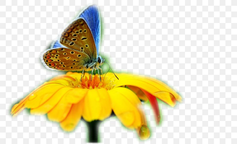 Butterfly Insect Desktop Wallpaper Evolution Of Butterflies, PNG, 800x500px, 4k Resolution, Butterfly, Arthropod, Brush Footed Butterfly, Brushfooted Butterflies Download Free
