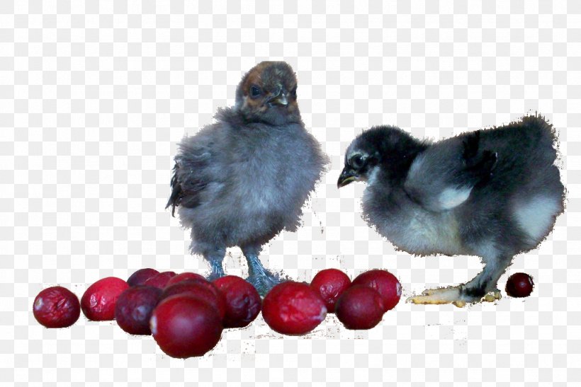 Cranberry Fruit Chicken M The Cranberries, PNG, 1024x684px, Berry, Beak, Bird, Chicken, Chicken M Download Free