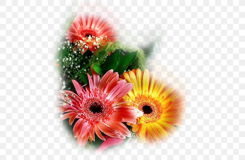 PaintShop Pro Transvaal Daisy Corel Jasc Software, PNG, 544x537px, Paintshop Pro, Aster, Asterales, Corel, Cut Flowers Download Free