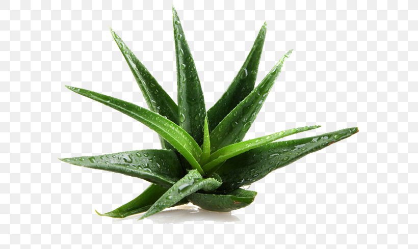 Aloe Vera Gel Skin Care Hair Conditioner, PNG, 653x489px, Aloe Vera, Aloe, Aloes, Carbomer, Cleanser Download Free