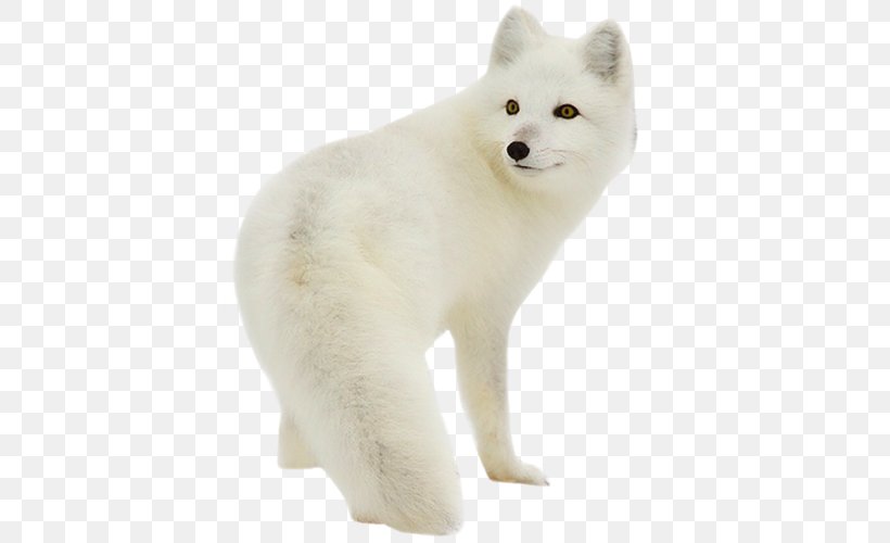 Arctic Fox Silver Fox Rabbit Polar Bear, PNG, 500x500px, Arctic Fox, Animal, Arctic, Carnivoran, Dog Like Mammal Download Free