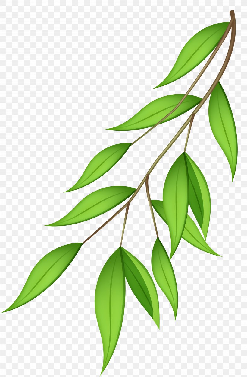 Branch Clip Art, PNG, 5256x8000px, Branch, Leaf, Olive, Pattern, Plant Download Free