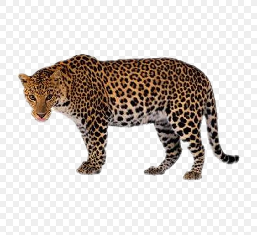Tiger Lion Black Panther Clip Art, PNG, 750x750px, Tiger, Big Cats, Black Panther, Carnivoran, Cat Like Mammal Download Free