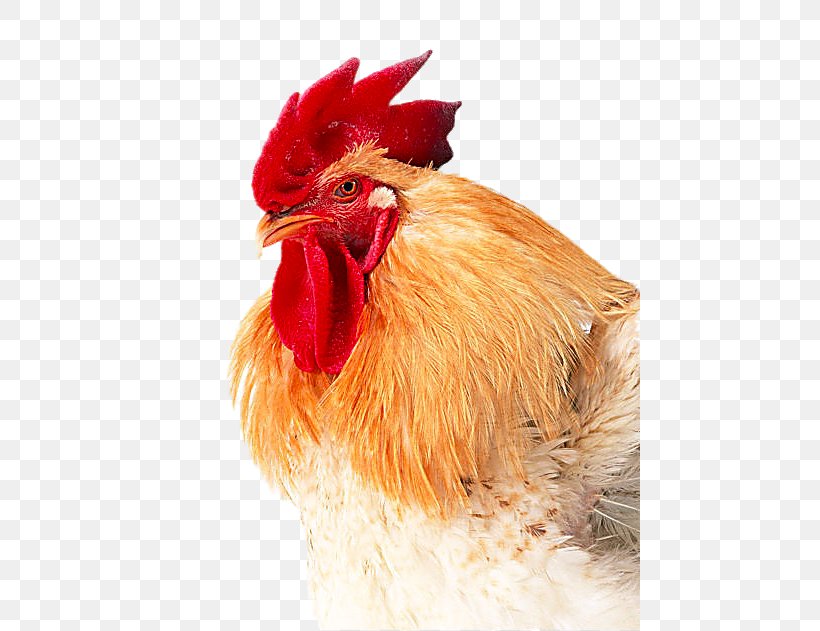 Broiler Chicken Multivitamin Pharmaceutical Drug, PNG, 461x631px, Broiler, Beak, Bird, Chicken, Chickens As Pets Download Free