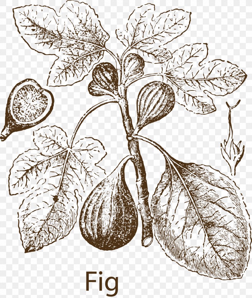 Common Fig Fig Leaf Fruit Clip Art, PNG, 1584x1875px, Common Fig, Black And White, Branch, Cursing The Fig Tree, Drawing Download Free