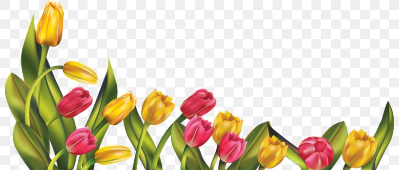 Indira Gandhi Memorial Tulip Garden Flower Clip Art, PNG, 800x350px, Tulip, Bud, Chamomile, Cut Flowers, Display Resolution Download Free