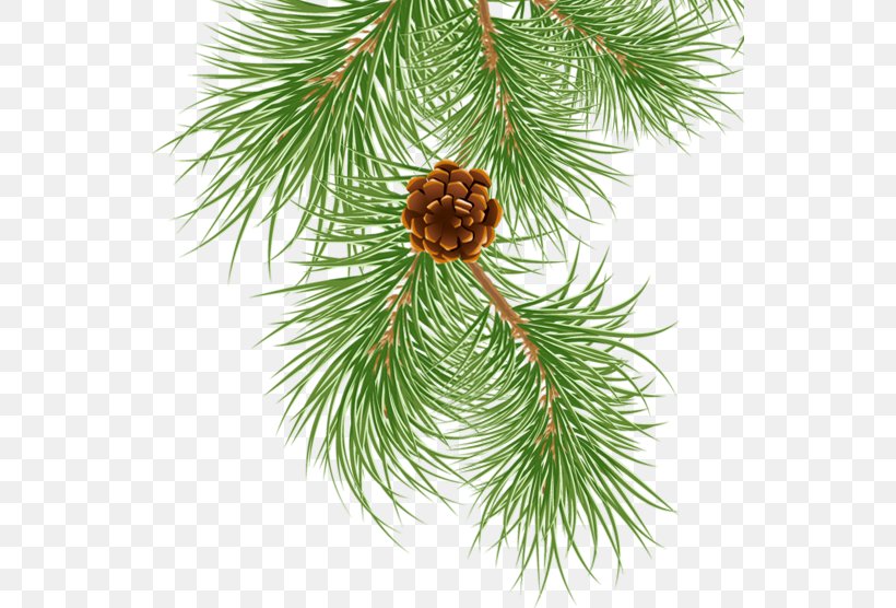 Spruce Eastern White Pine Conifer Cone Needle, PNG, 542x556px, Spruce, Branch, Cdr, Christmas Decoration, Christmas Ornament Download Free